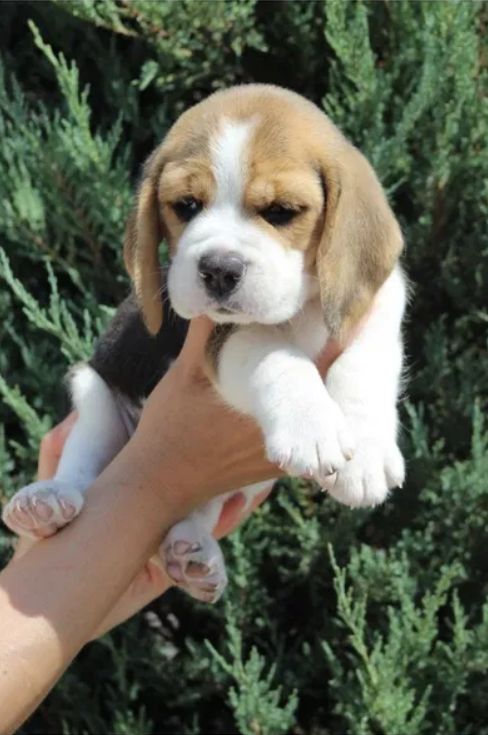 beagle