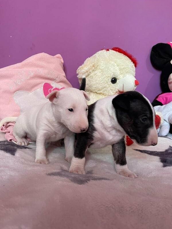 bull terrier