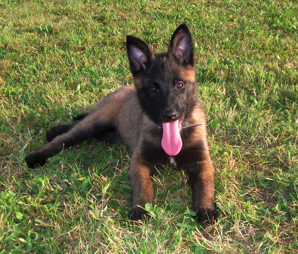 ciobanesc-belgian-malinois-de-vanzare