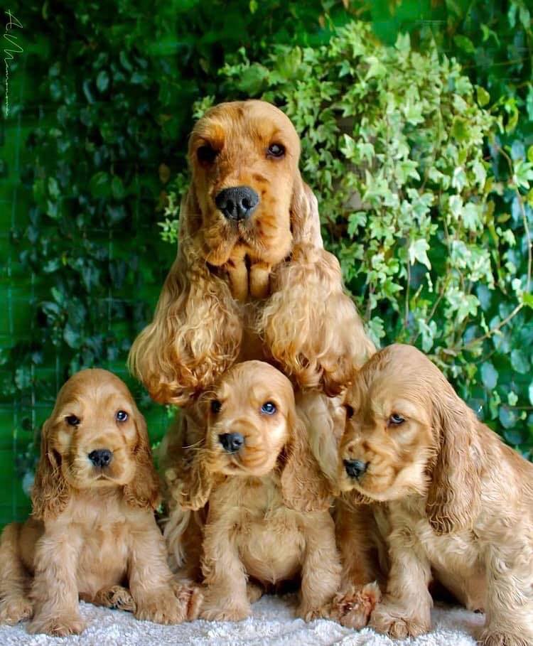 Cocker Spaniel de vanzare - Pet Champion