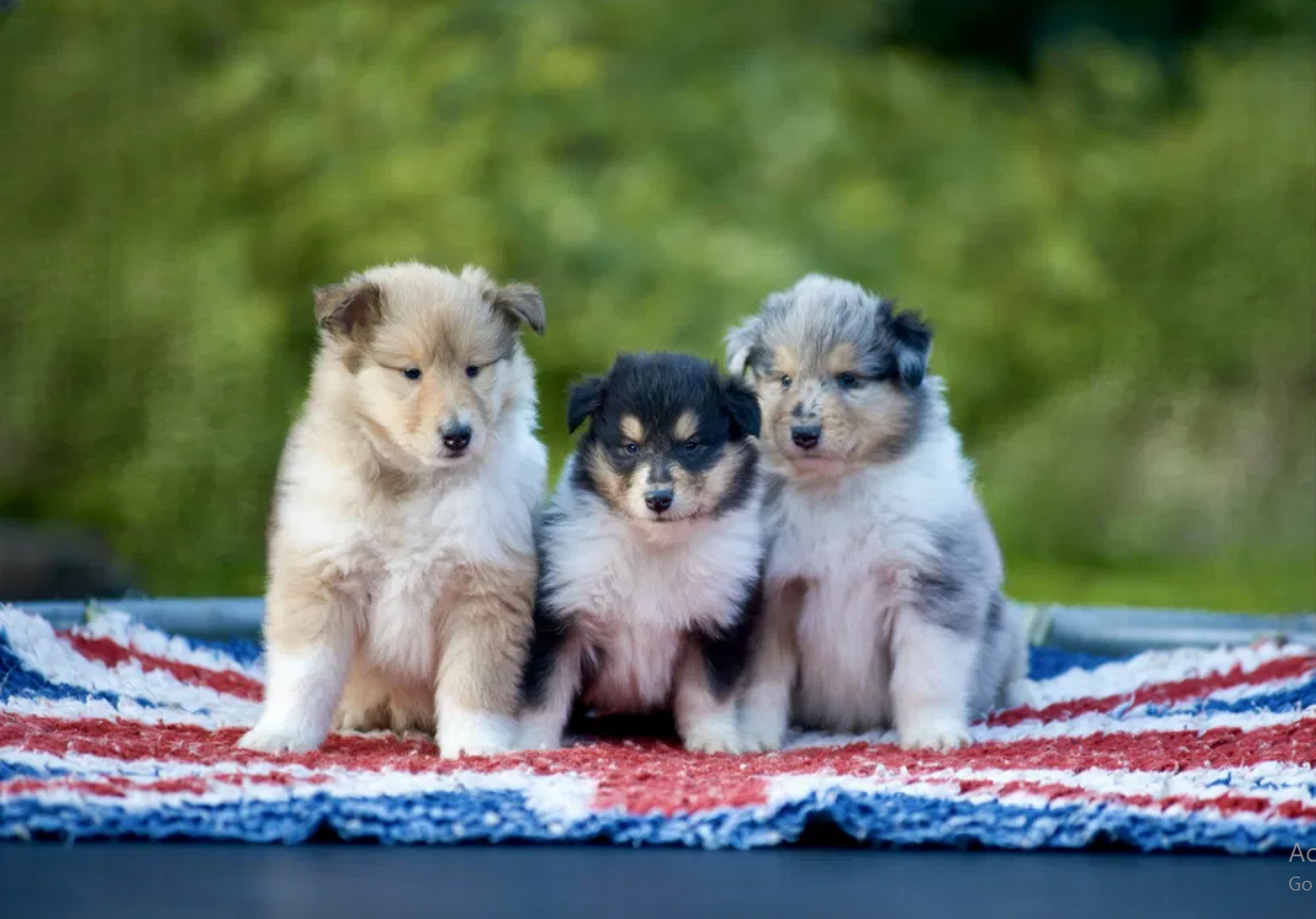 collie