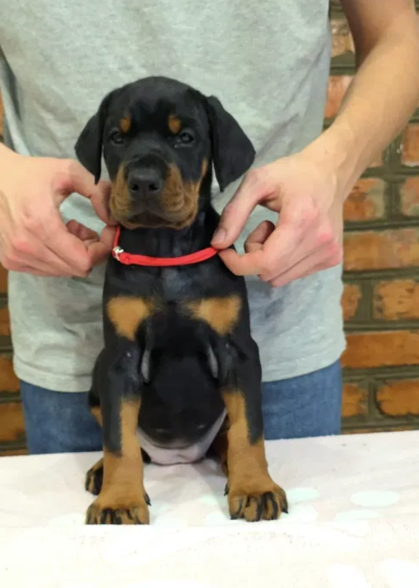 doberman caini de vanzare