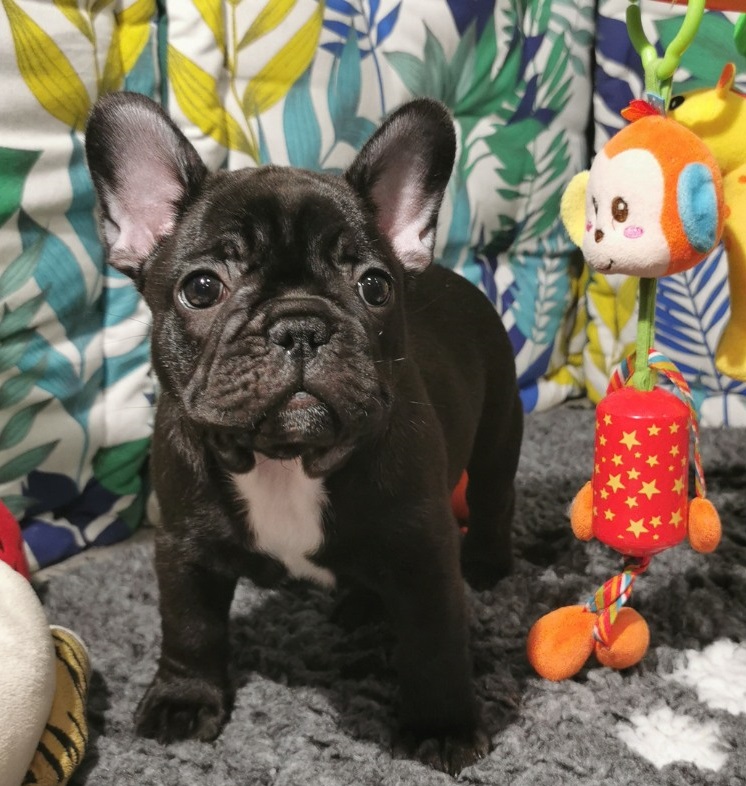 Bulldog Francez