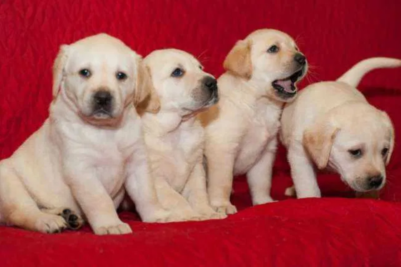 lab
