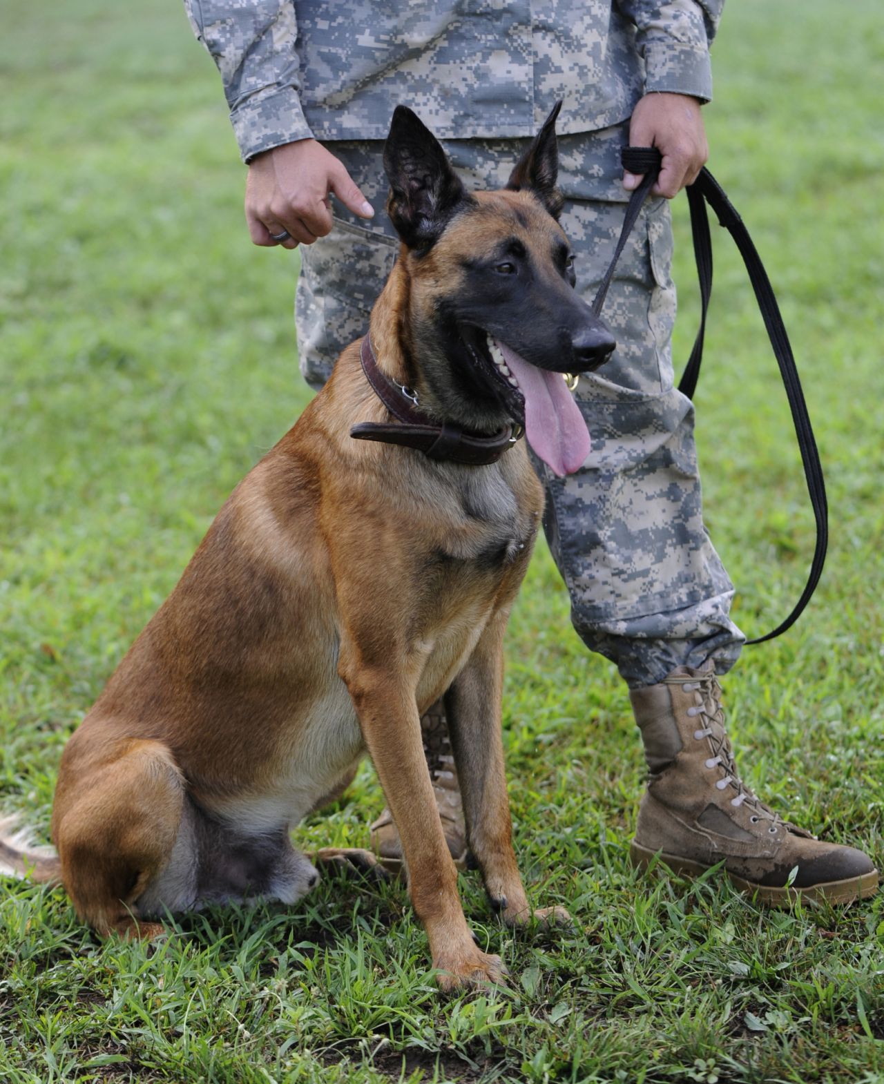 ciobanesc belgian malinois