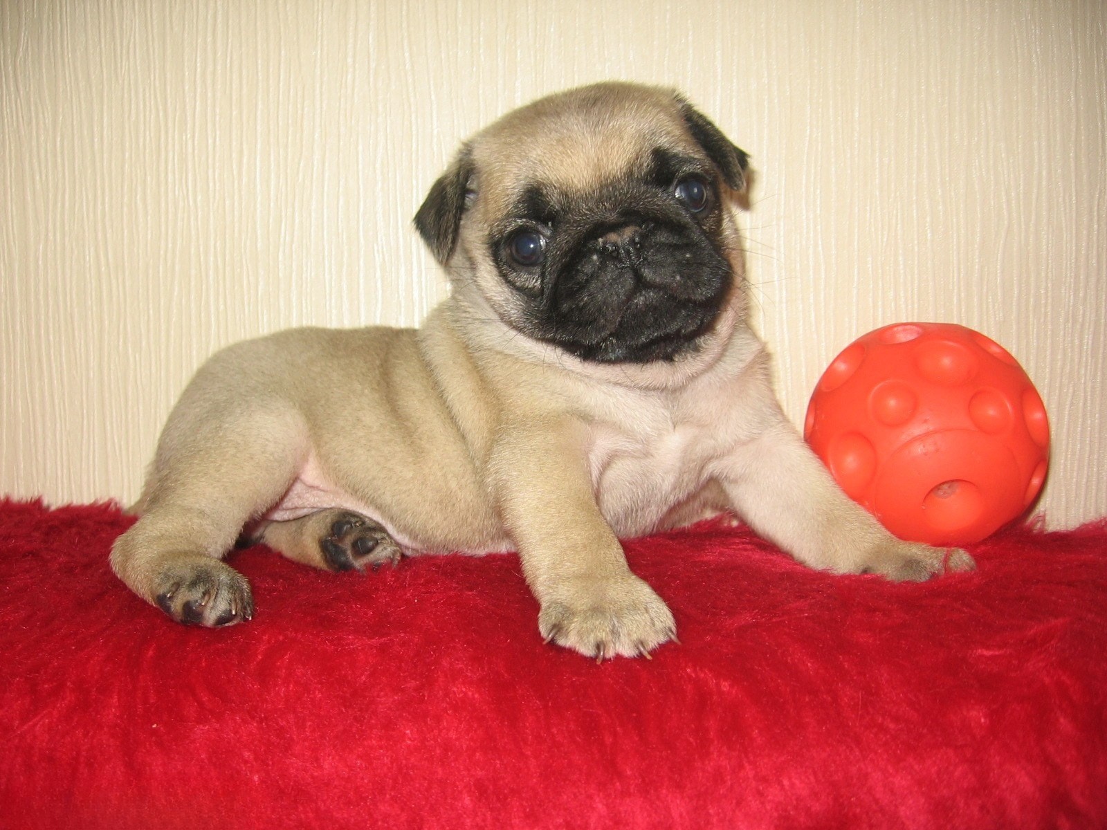mops pug vanzare