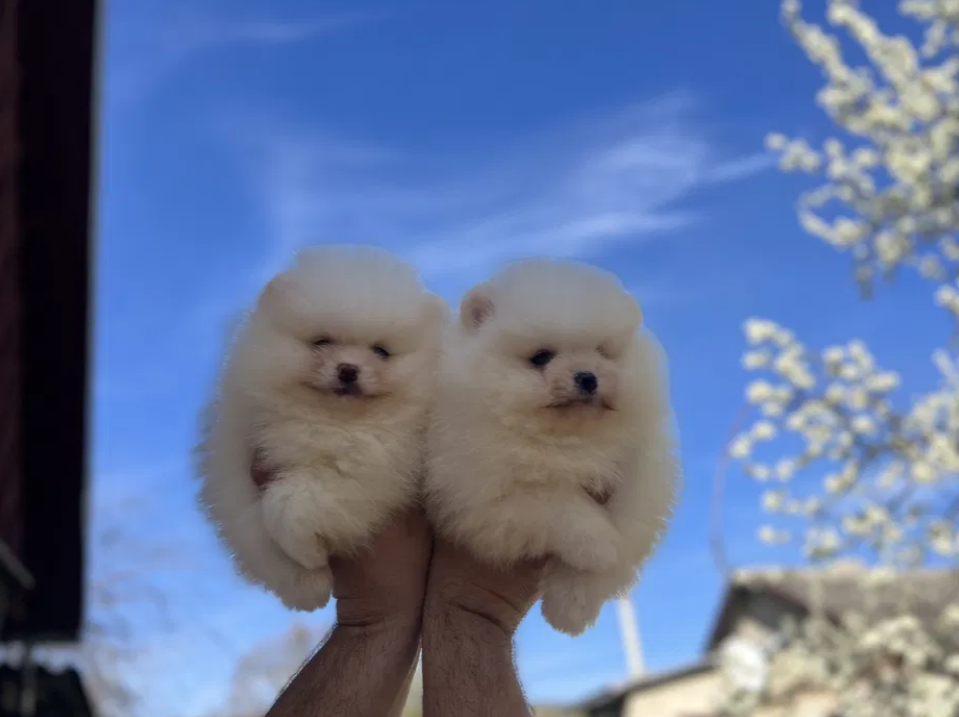 pom
