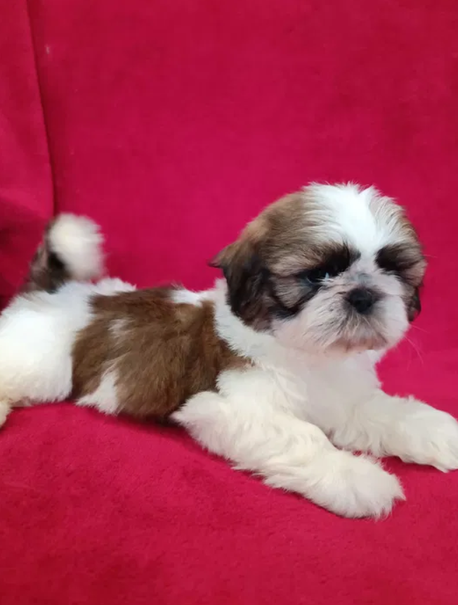 shih