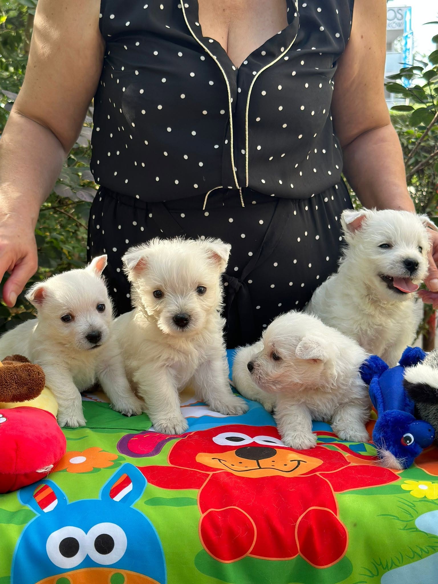 westie