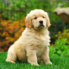 pret Golden Retriever Romania 2026