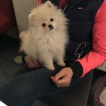 catel pomeranian alb rasa deosebita livrata clientei noastre