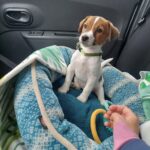 Catelus de jack russel terrier primit la Campia Turzii.