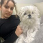 fetita cu bichon maltez livrat in Craiova