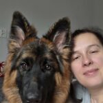 catel ciobanesc german cu par lung primit de clienta noastra din Ramnicu Valcea