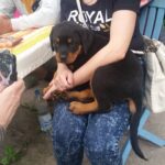 Catel rottweiler tinut de clienta noastra din Otopeni in brate