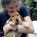 cocker spaniel englez auriu tinut cu dragoste in brate de clienta noastra din Barlad