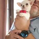 clientul nostru din Bucuresti tine in brate un pui chihuahua alb