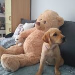 catelus labrador retriever auriu livrat la Alba Iulia