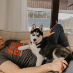 husky siberian cu ochi albastri livrat in Bucuresti