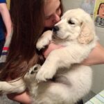 clienta din Tarnaveni se bucura de catelul golden retriever