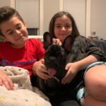 pui bulldog francez adoptat de cate o familie frumoasa din Buzau
