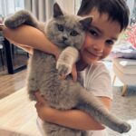 British Shorthair livrat la Bucuresti