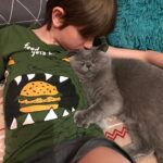 pisica british shorthair livrata la Timisoara