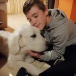 Golden Retriever livrat in Bucuresti