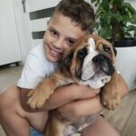 Bulldog Englez cumparat de client din Iasi