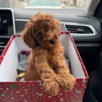 poodle in masina clietului in Bucuresti