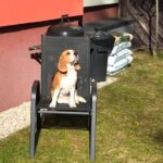 catel beagle ajuns la maturitate stand pe un scaun
