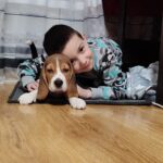 Beagle primit in Bucuresti de catre familia Marinescu
