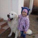 Golden Retiever livrat la Targoviste