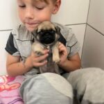Baietel cu catel mops pug in Ploiesti