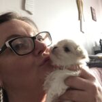 Pui de Bichon Maltez alb ținut în brațe, disponibil în Timișoara