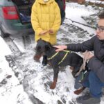 doberman livrat in Arad