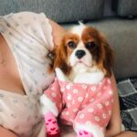 catelusa Cavalier King Charles livrata in orasul Tecuci