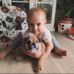 Bulldog Englez livrat la Ploiesti