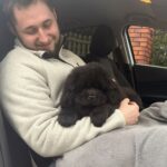 caine din rasa chow chow livrat la Bucuresti