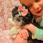 fetita cu un catel shihtzu in Suceava