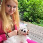Bichon Maltez primit de client in orasul Sibiu