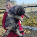 fetita tine cu freu in brate un ursulet de ciobanesc caucazian in Bucuresti