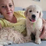 catel superb din rasa golden retriever alaturi de clienta noastra
