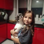 Fetita cu Chihuahua cu par lung livrat la Iasi