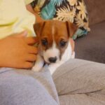 catel jack russel terrier livrat de noi in orasul Timisoara