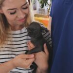 Chihuahua primit la Galati de catre clienta noastra