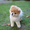 pret pomeranian boo in romania 2026