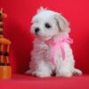 pret bichon maltez in 2026