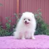 pret pomeranian 2026
