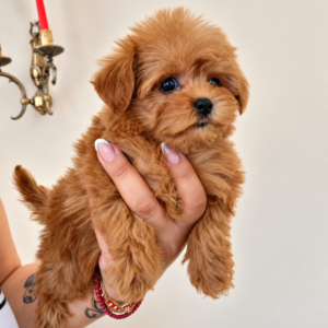 maltipoo